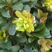 Euphorbia amygdaloides robbiae